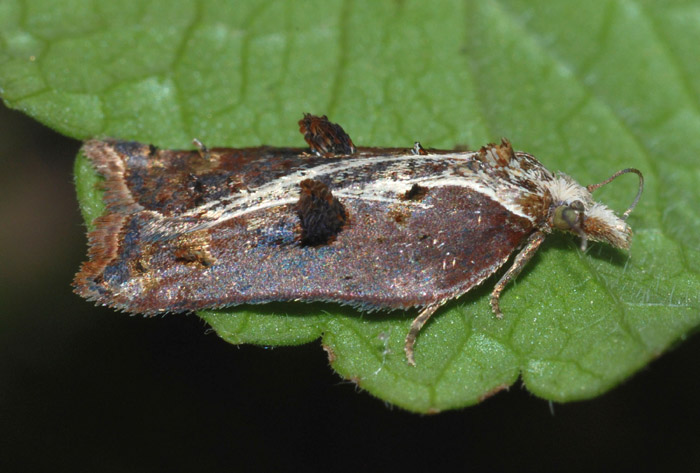 Acleris cristana